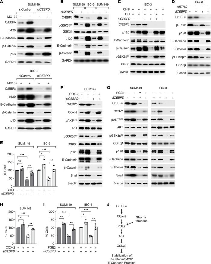 C/EBPδ promotes expression of E-cadherin complex proteins through COX-2–...