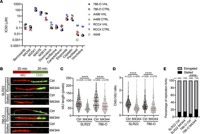 M4344 induces replication stress in ccRCC cells.
(A) IC50 values based o...