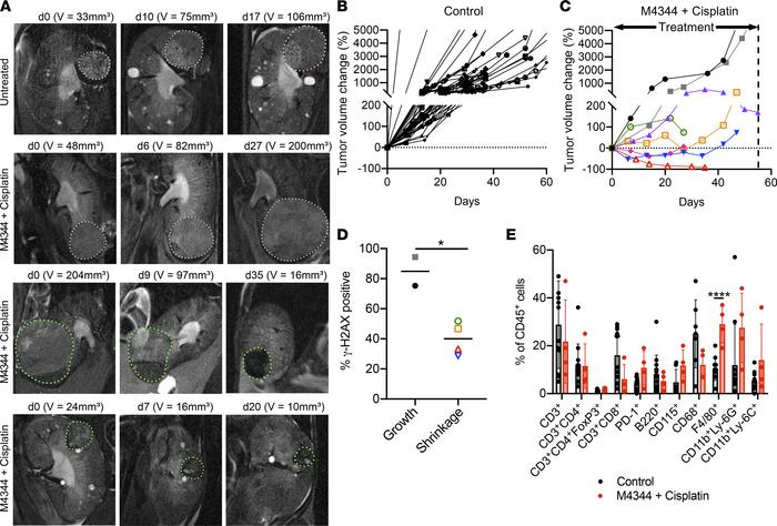 In vivo therapeutic efficacy of M4344 plus cisplatin in the Vhl/Trp53/Rb...