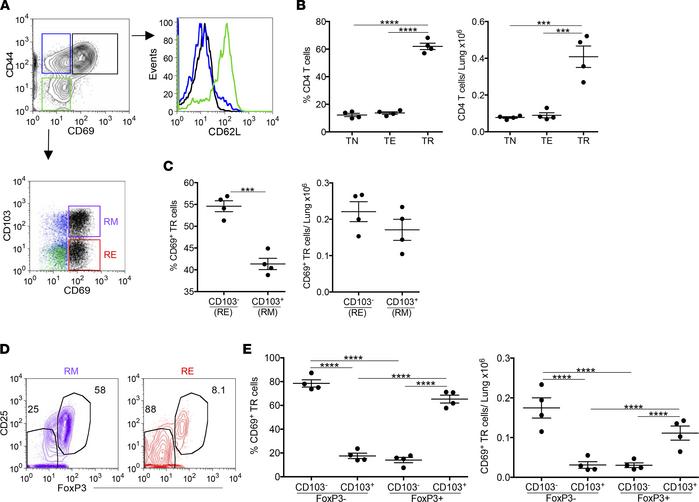 BeO exposure induces accumulation of FoxP3-expressing resident memory CD...