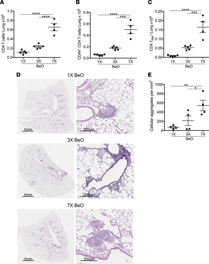 Beryllium exposure induces a dose-dependent increase in CD4+ T cell accu...