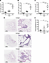 Beryllium exposure induces a dose-dependent increase in CD4+ T cell accumul