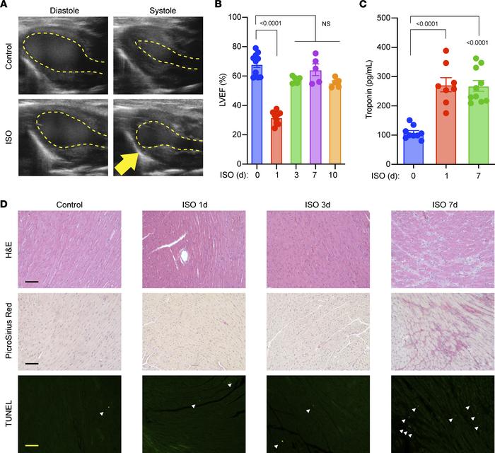 ISO-induced TTS-like cardiomyopathy in female WT mice.
(A) Representativ...