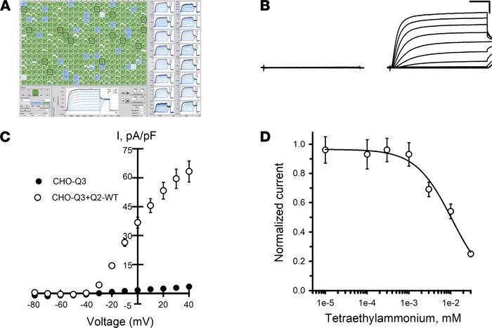 Functional analysis of KCNQ2/KCNQ3 channels by automated patch clamp.
(A...