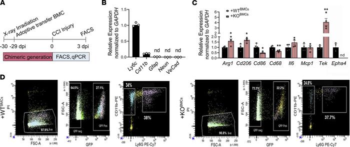 Peripheral deficiency of Epha4 shifts the monocyte/macrophage population...