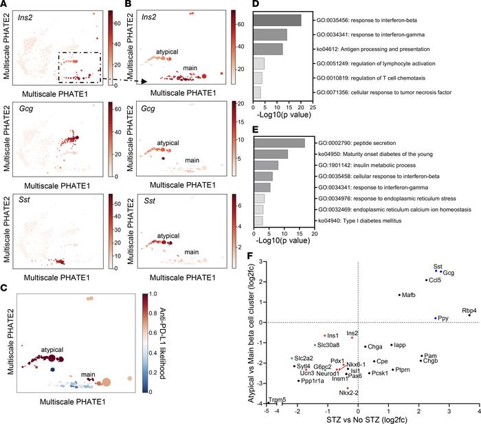 Changes in β cells are identified with anti–PD-L1 treatment.
(A) Visuali...