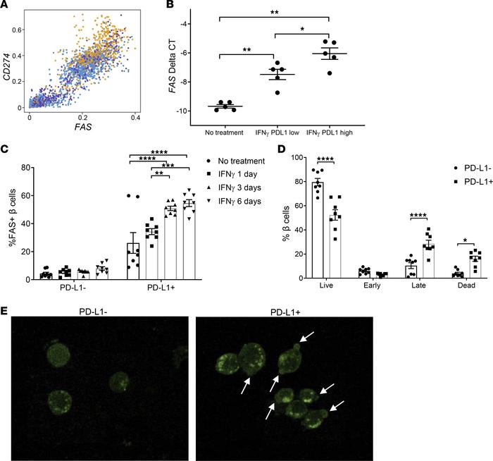 Increased FAS expression and apoptosis in PD-L1–positive β cells in resp...