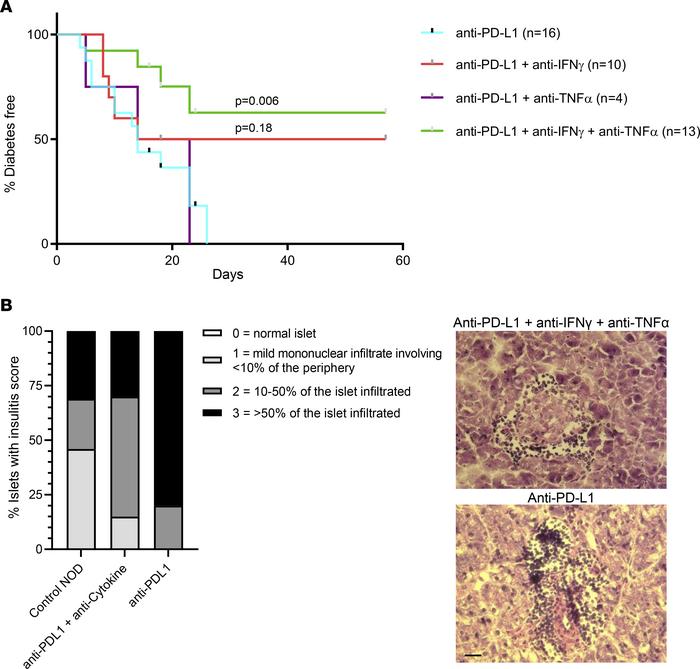 Blocking IFN-γ and TNF-α significantly delays the development of diabete...