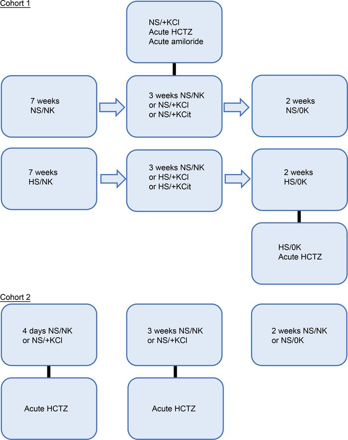 Project outline.
In the initial cohort (cohort 1), mice were subjected t...