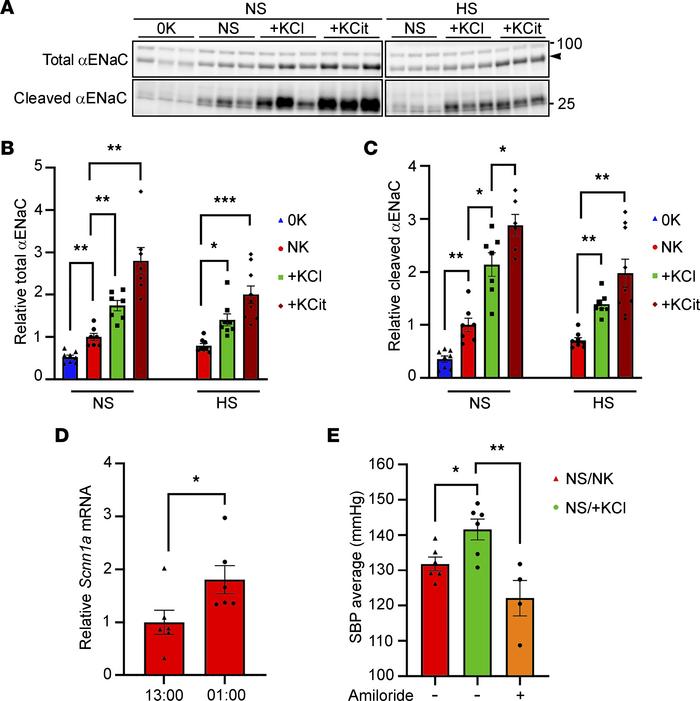 Increased ENaC expression plays a role in the increased BP following chr...