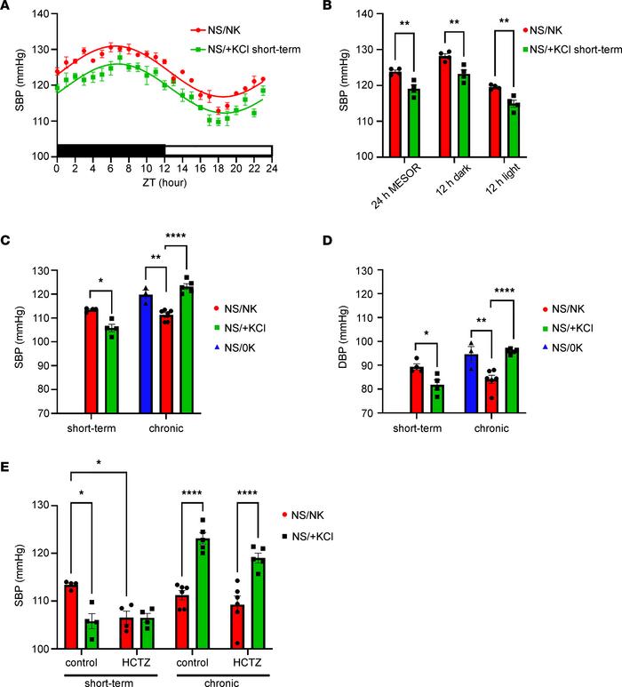 Short-term and chronic KCl feeding have opposing effects on BP.
(A and B...