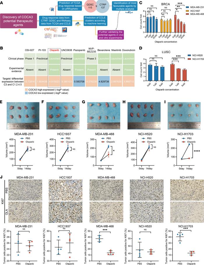 Identification and validation of olaparib as the promising agents for CO...