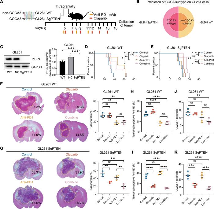 JCI Insight - Molecular profiling identifies distinct subtypes across ...
