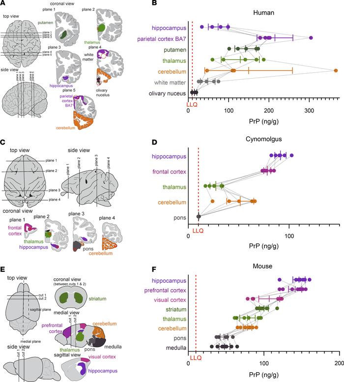 Regional distribution of brain PrP.
(A, C, and E) Diagrams of brain regi...