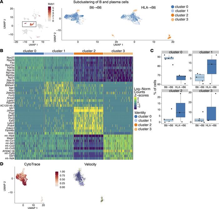 Heterogeneity of B cells and their progeny in the lung graft.
(A) Unsupe...