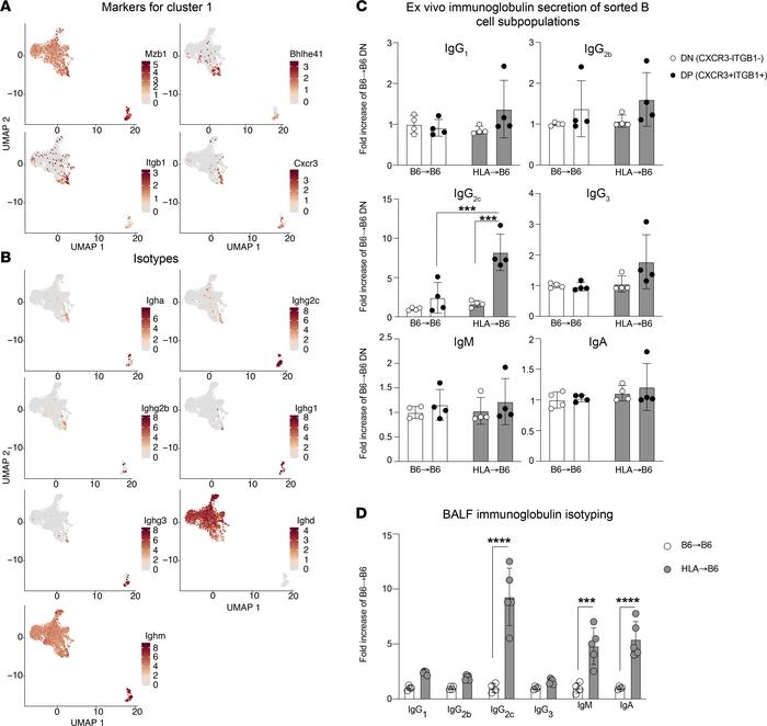 Functional characterization of the cluster-1 B cell subset.
(A) Gene exp...
