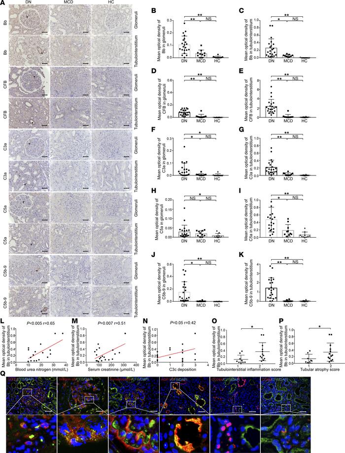 The complement AP is activated in renal biopsies of patients with DN.
Im...