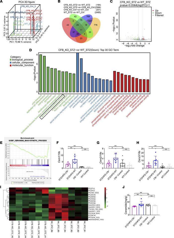 The process of ceramide biosynthesis was downregulated in Cfb-deficient ...