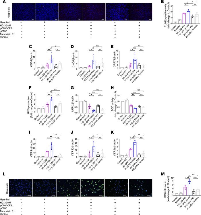 FB1 can rescue the CFB-mediated PTEC damage by downregulating CERS.
Repr...