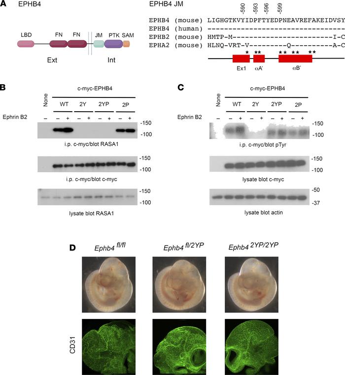 Normal vascular development in homozygous EPHB4 2YP mice.
(A) At left is...