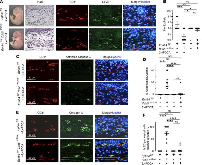 Partial rescue of developmental angiogenesis in induced EPHB4-deficient ...
