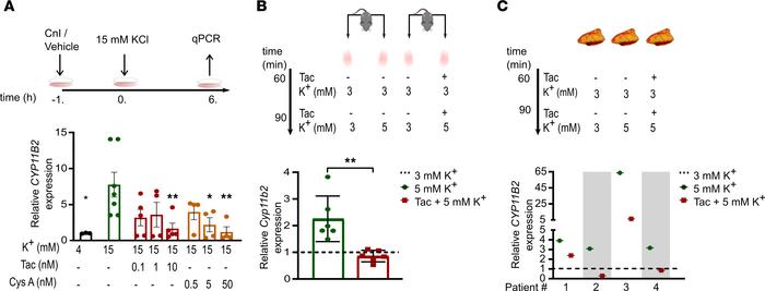 CnI blunt K+-stimulated aldosterone synthase gene expression.
(A) NCI-H2...