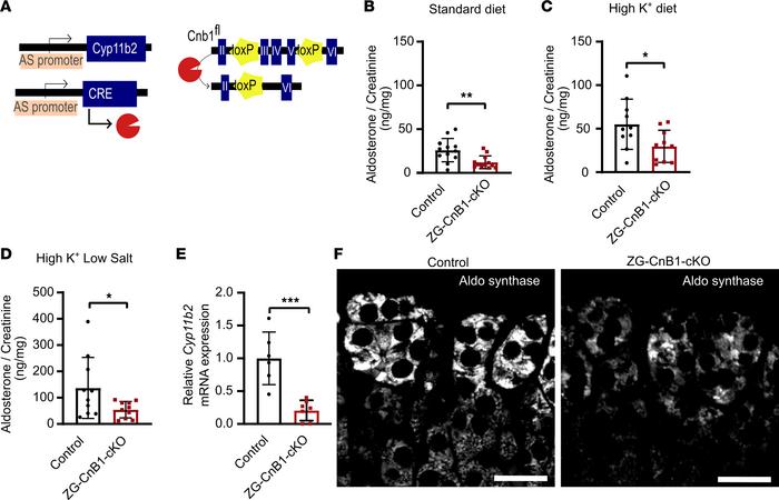 Targeted deletion of CnB1 in mouse ZG impairs the expression of aldoster...