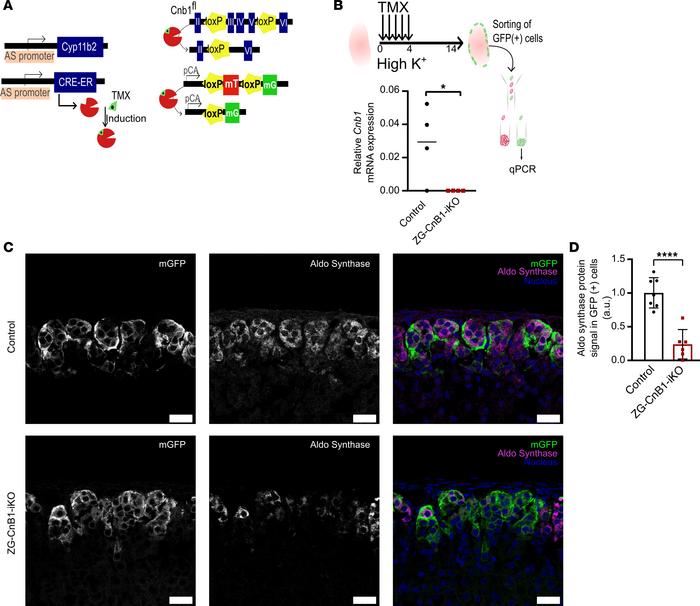 Inducible deletion of CnB1 in mouse ZG impairs the expression of AS.
(A)...