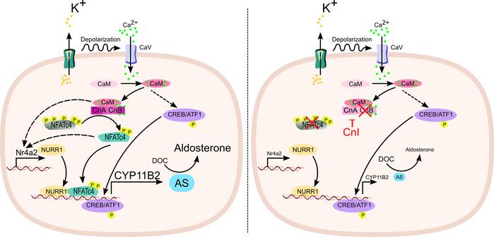 Proposed model of Cn/NFATC4 activation upon K+ stimulation in aldosteron...