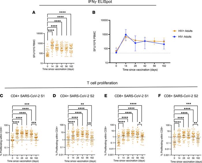 T cell responses following ChAdOx1 nCoV-19 vaccination are durable in PW...