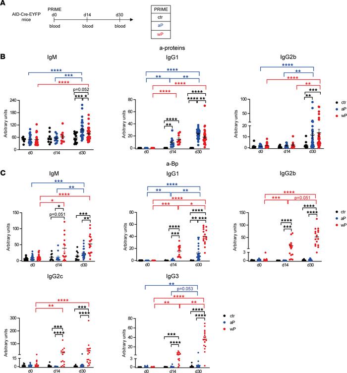 A broader Ab response is induced by the wP prime vaccination.
(A) Blood ...