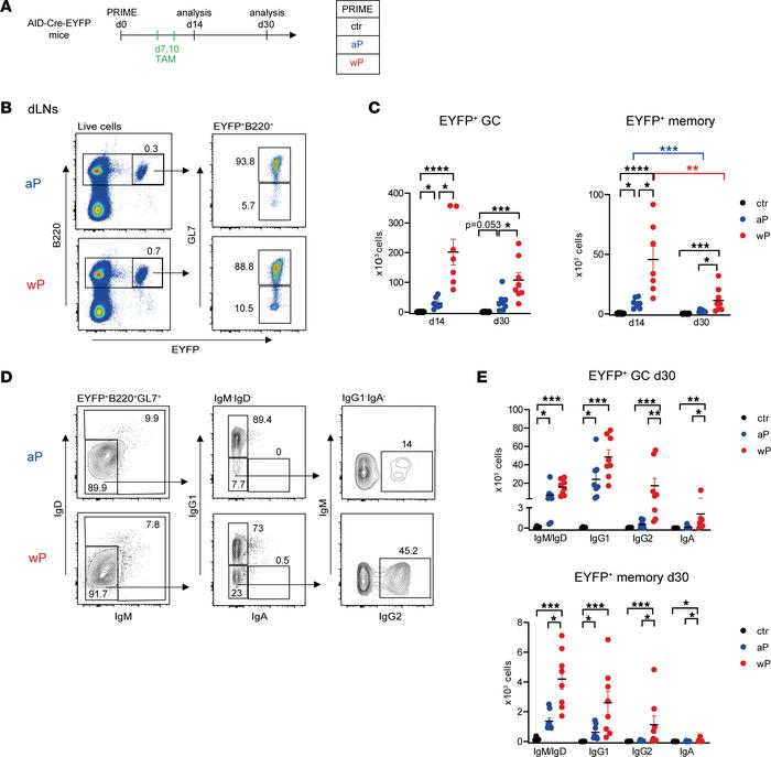 The wP prime leads to stronger GC and memory B cell responses in dLNs.
(...