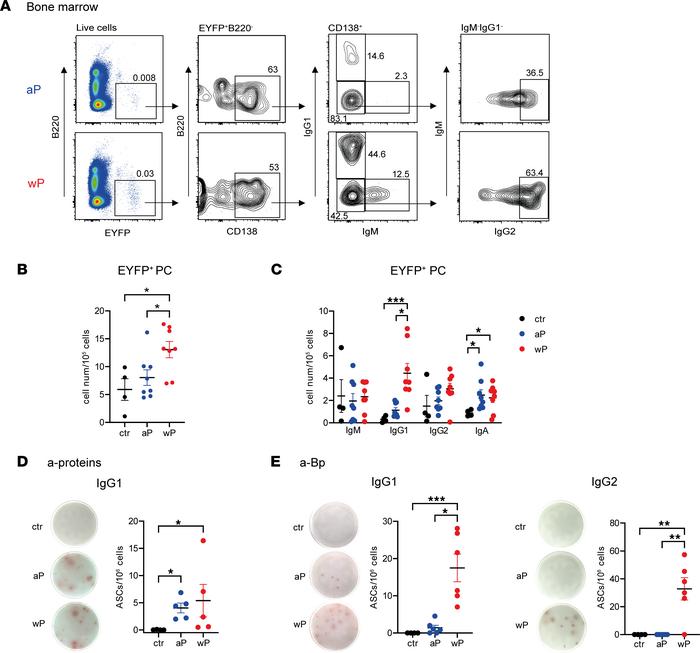 The wP prime induces a broader PC population in BM.
AID-Cre-EYFP mice pr...
