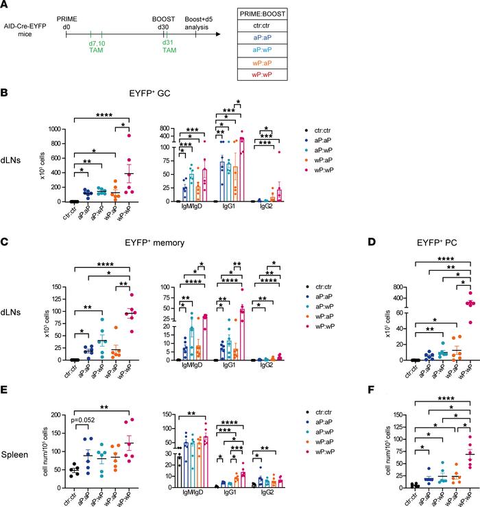 wP:wP prime:boost vaccination is highly efficient at producing secondary...