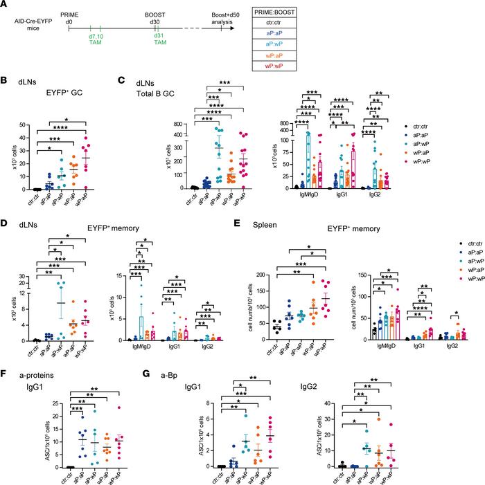 Persistence of GC B cells and local and systemic memory B cells is favor...