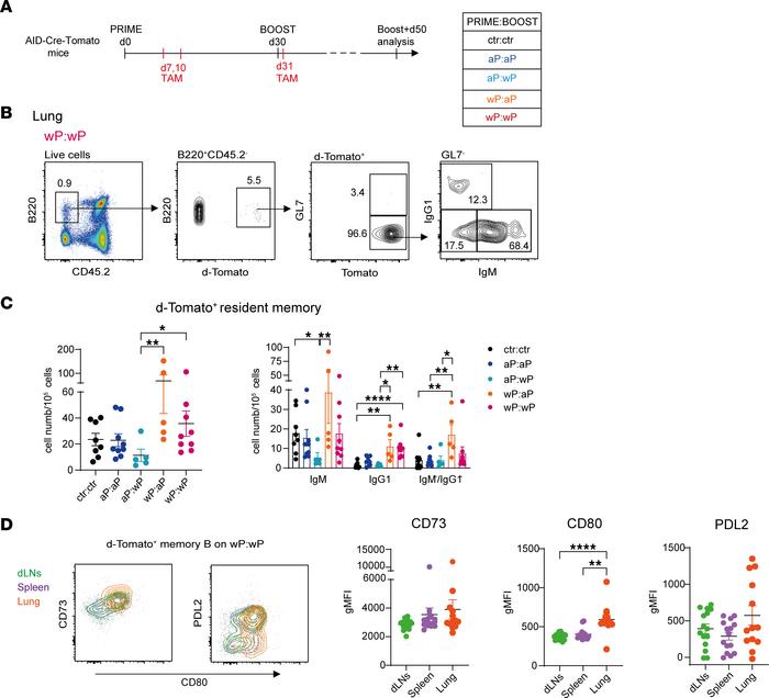 Isotype-switched resident-like memory B cells localize in the lungs of w...