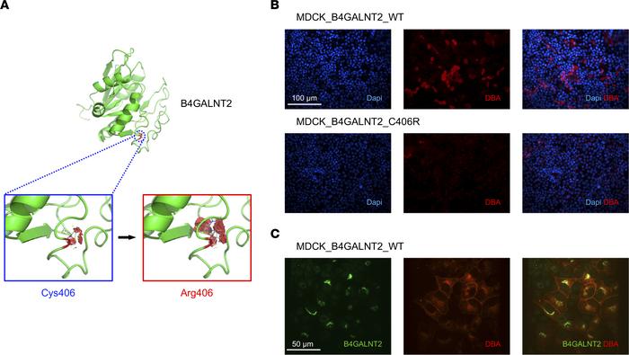 B4GALNT2 p.Cys466Arg is a functional allele.
 (A) Homology-based model o...