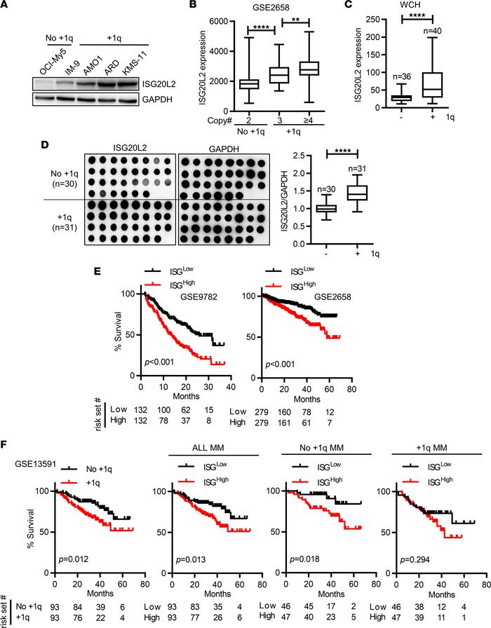 Identification of ISG20L2 as an overexpressed gene in +1q myeloma.
(A) W...