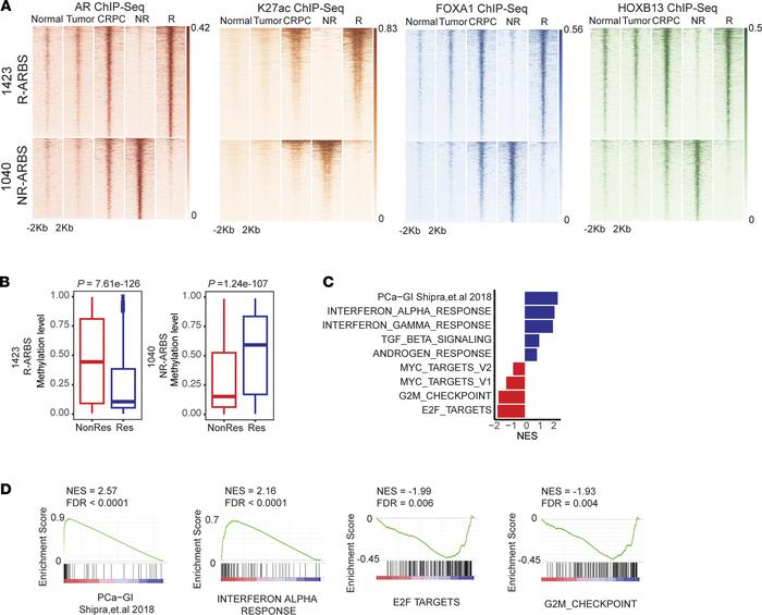 Occupancy of R-ARBS and NR-ARBS during PC progression.
(A) AR, H3K27ac, ...