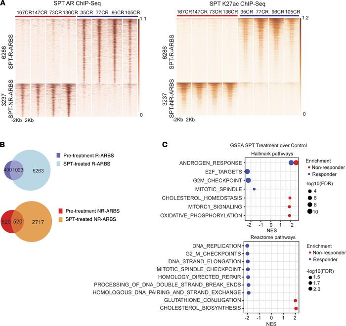 Effects of SPT on AR cistrome and transcriptome.
(A) Heat maps illustrat...