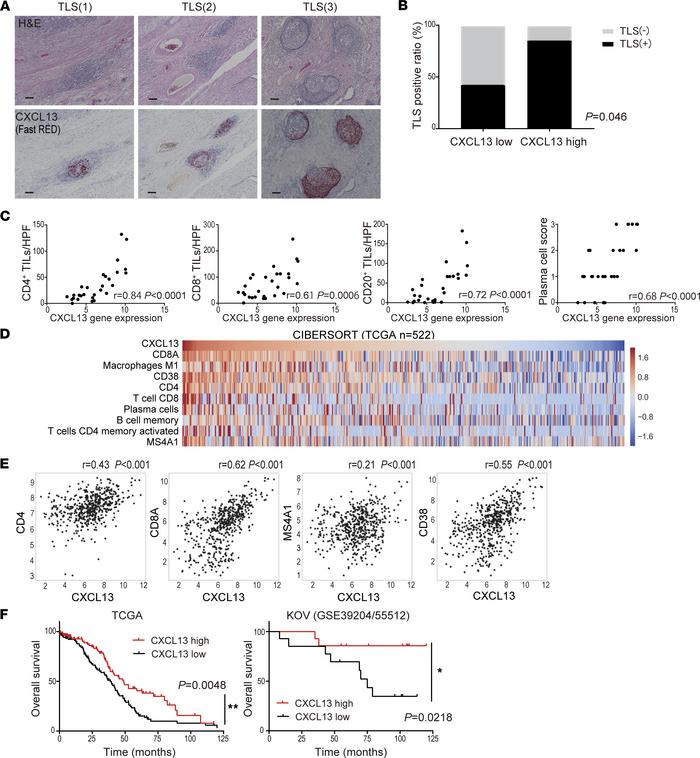 CXCL13 gene expression in tumors is significantly correlated with the pr...