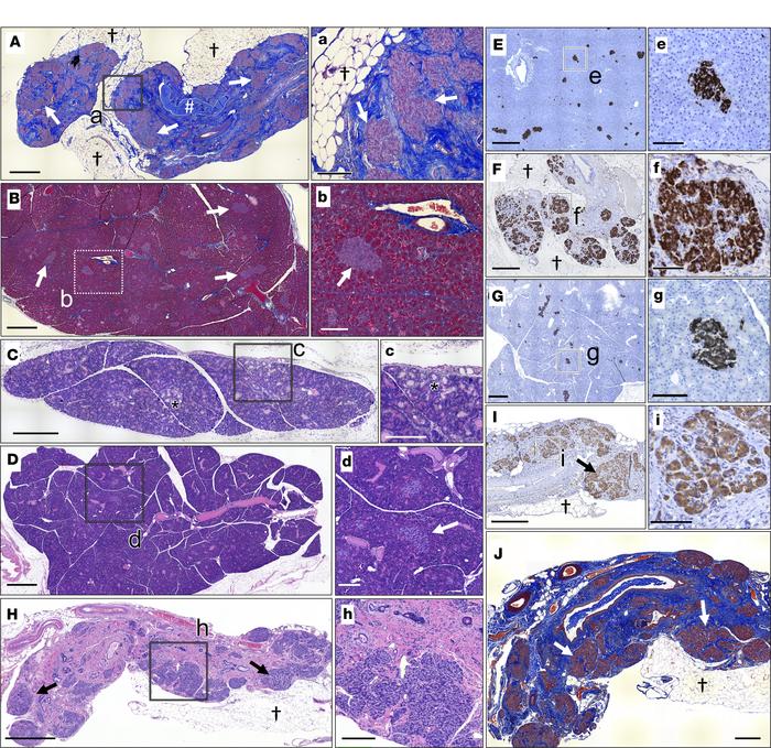 In utero and postnatal LUM/IVA treatment of CFTR-F508del ferrets partial...