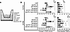 Treatment with anti-VEGF helps augment vascular normalization compared with