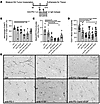 Flow cytometry analysis on YUMMER1.7 s.c. tumor-infiltrating leukocytes and