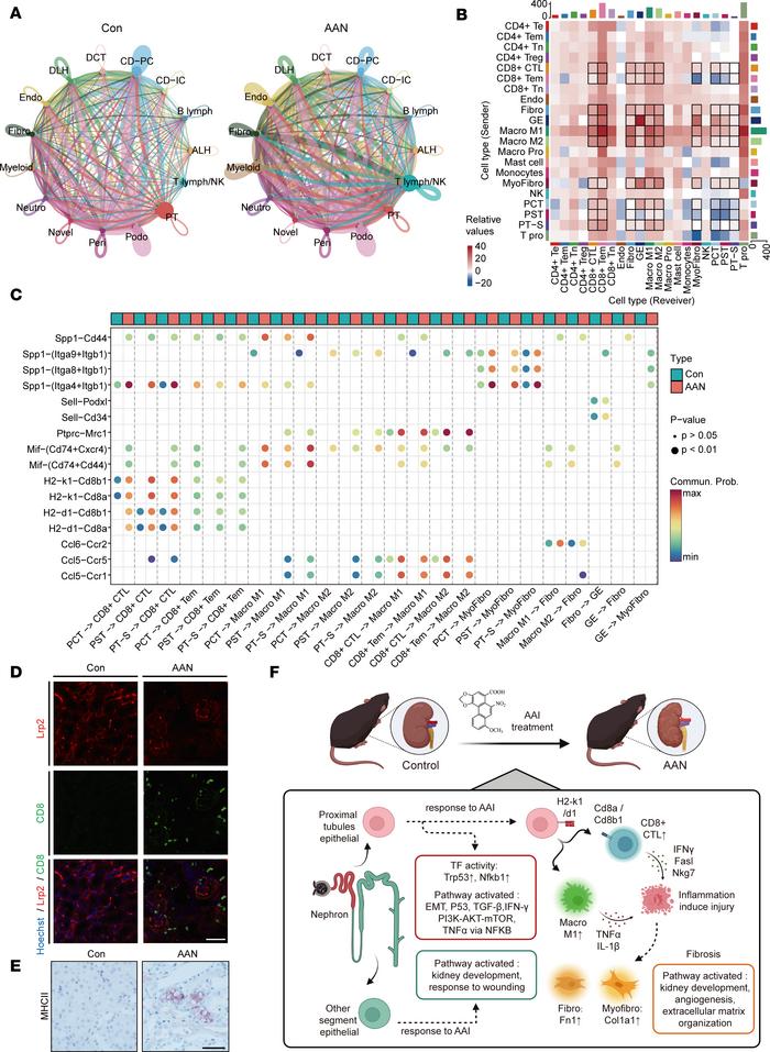 AAI rewires intercellular crosstalk in renal microenvironment.
(A) The c...