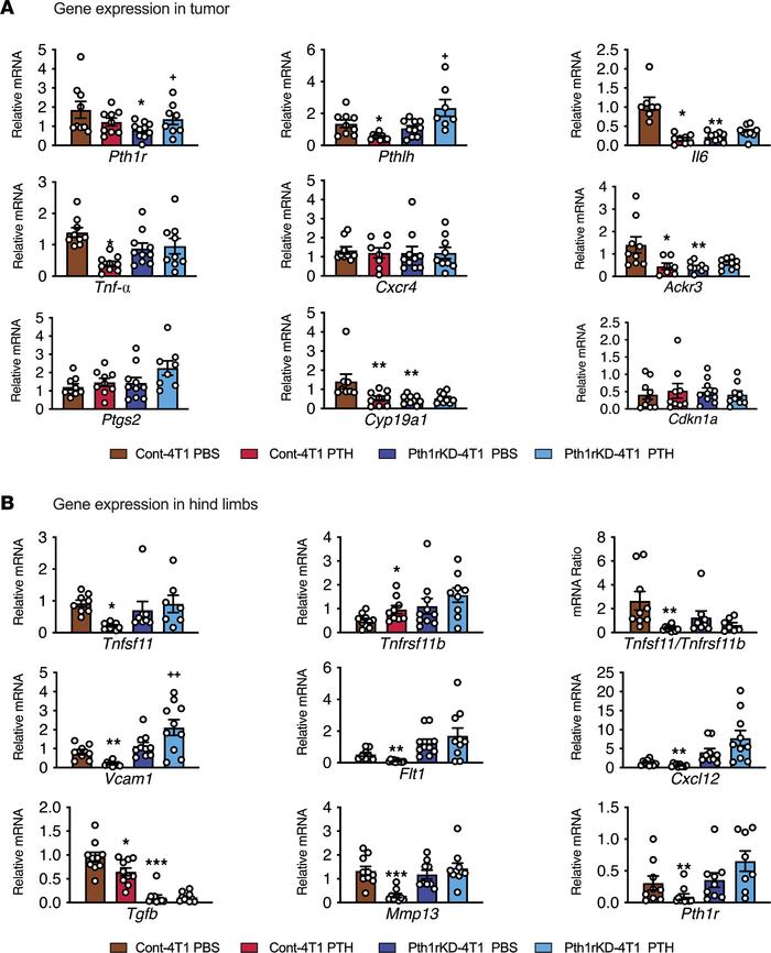 Target gene expression in primary tumors and bone of mice injected with ...