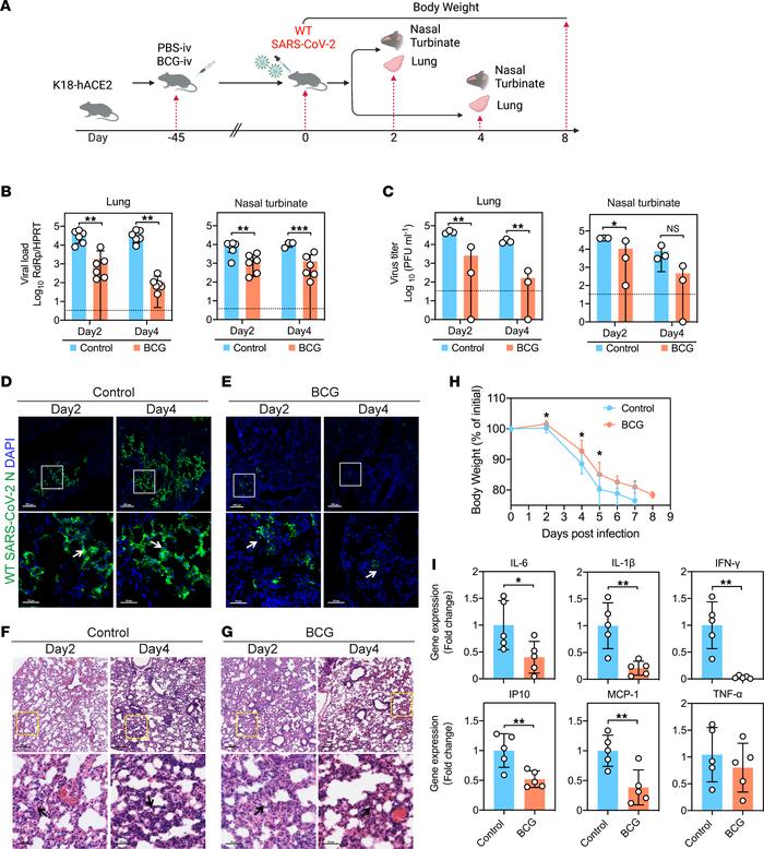 BCG-i.v. immunization protects against WT SARS-CoV-2 in K18-hACE2 mice.
...