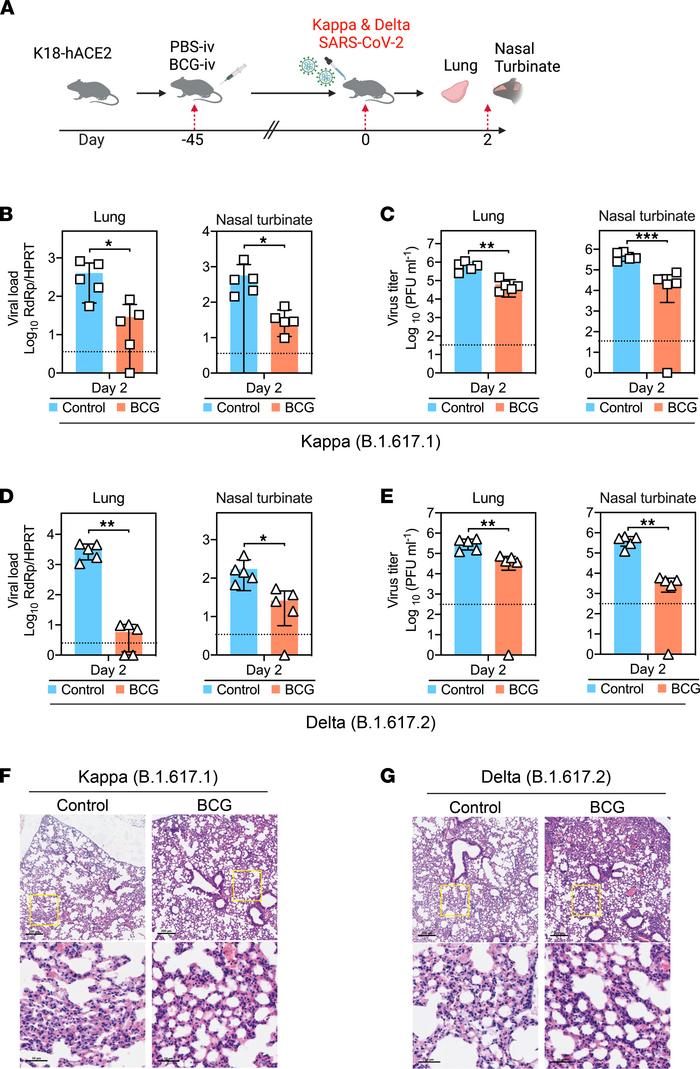 BCG-i.v. immunization protects against SARS-CoV-2 variants in K18-hACE2 ...