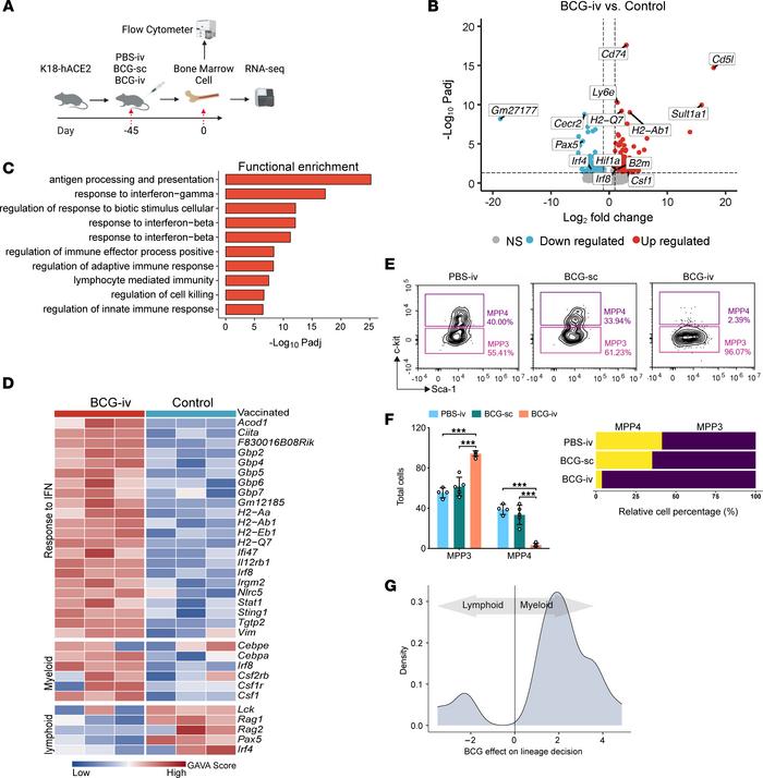 BCG-i.v. vaccination promotes myelopoiesis in BM cells.
(A) Schematic re...