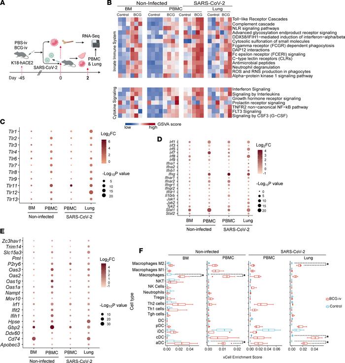 BCG-i.v. vaccination enhances immune responses upon SARS-CoV-2 infection...